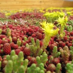 mos sedum