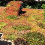 Groendak sedum